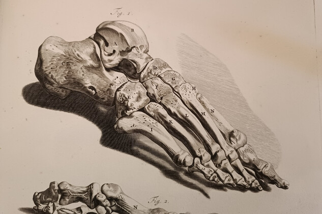 Anatomia Humani corporis - Godefridi Bidloo 1685 | © Štefan Brštiak