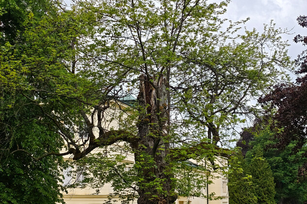 javor červený (Acer rubrum) | © Štefan Brštiak