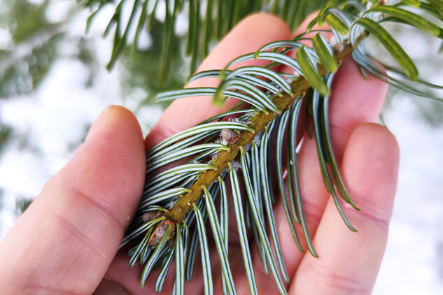 jedle obrovská | © Štefan Brštiak