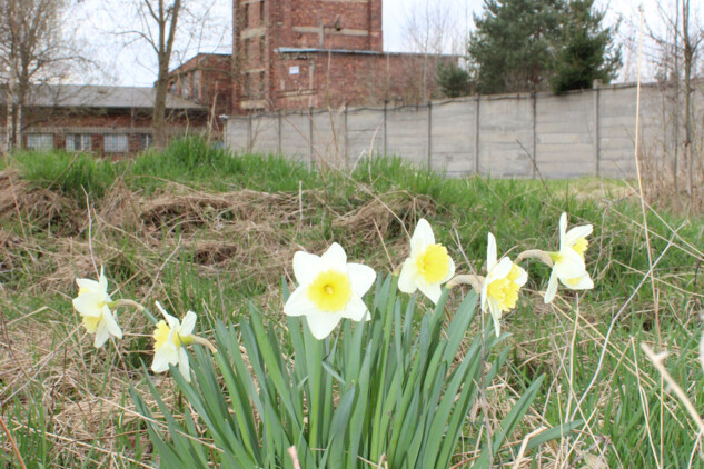 Jaro v areálu NKP Rudá věž smrti v Ostrově