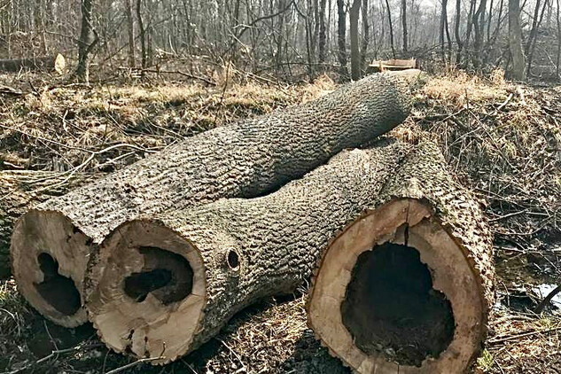 Napadené stromy v bažantnici v Miloticích