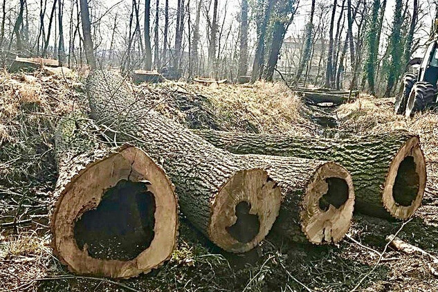 Napadené stromy v bažantnici v Miloticích