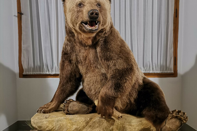 Dermoplastický exponát medvěda Medouška