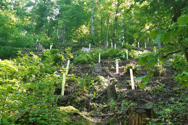 Revitalizace a zalesnění části svahu v lesoparku u hradu Grabštejn